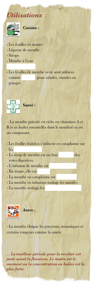 Utilisations  : 
￼
Cuisine : 


Les feuilles en tisanes
Liqueur de menthe
Sirops
Menthe à l’eau
Thé à la menthe
Les feuilles de menthe verte sont utilisées comme aromate  pour salades, viandes ou potages


￼
Santé : 


 - La menthe poivrée est riche en vitamines A et B et en huiles essentielles dont le menthol en est un composant.

Les feuilles fraîches s’utilisent en cataplasme sur les piqûres d’insectes.
Le sirop de menthe est un bon stimulant des voies digestives.
L’infusion de menthe est antispasmodique.
En tisane, elle est tonique. 
La menthe en cataplasme est antiseptique .
La menthe en infusions soulage les nausées 
La menthe soulage les infections respiratoires.


￼
Autre : 


- La menthe éloigne les pucerons, moustiques et certains rongeurs comme la souris



... La meilleur période pour la récolter est juste avant la floraison. Le matin est le moment ou la concentration en huiles est la plus forte.