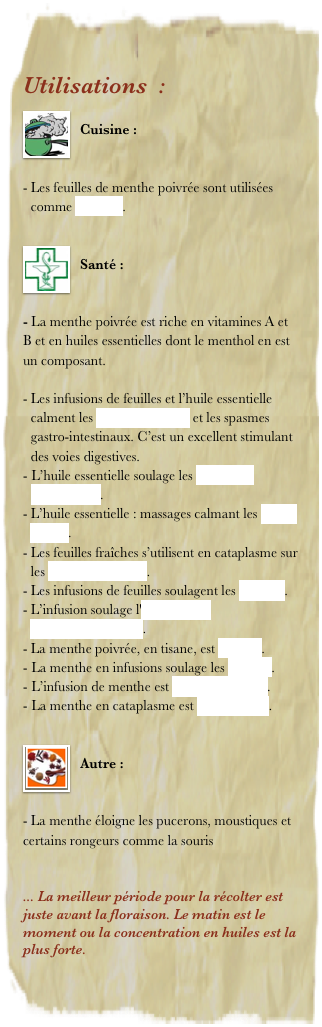 Utilisations  : 
￼
Cuisine : 


Les feuilles de menthe poivrée sont utilisées comme aromate.  

￼
Santé : 


- La menthe poivrée est riche en vitamines A et B et en huiles essentielles dont le menthol en est un composant.

Les infusions de feuilles et l’huile essentielle calment les troubles digestifs et les spasmes gastro-intestinaux. C’est un excellent stimulant des voies digestives.
L’huile essentielle soulage les infections respiratoires.
L’huile essentielle : massages calmant les maux de tête.
Les feuilles fraîches s’utilisent en cataplasme sur les piqûres d’insectes.
Les infusions de feuilles soulagent les gastrites.
L’infusion soulage l'insuffisance hépatopancréatique.
La menthe poivrée, en tisane, est tonique.
La menthe en infusions soulage les nausées.
L’infusion de menthe est antispasmodique.
La menthe en cataplasme est antiseptique .

￼
Autre : 


- La menthe éloigne les pucerons, moustiques et certains rongeurs comme la souris


... La meilleur période pour la récolter est juste avant la floraison. Le matin est le moment ou la concentration en huiles est la plus forte.