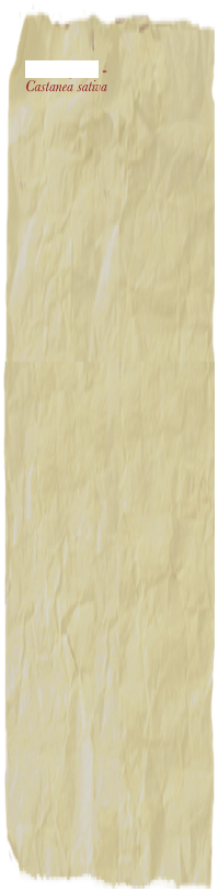 

Châtaignier - 
Castanea sativa