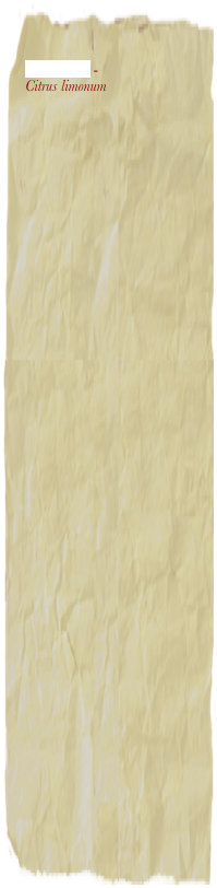 

Citronnier - 
Citrus limonum


